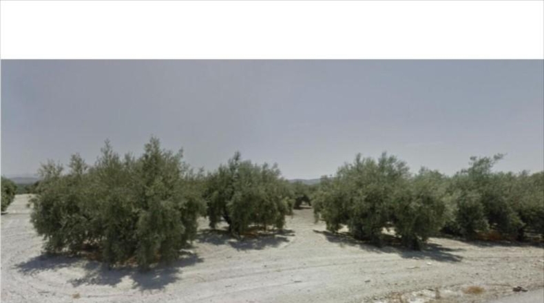 Córdoba - Lucena - 39000m2