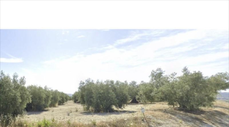 Córdoba - Lucena - 39000m2