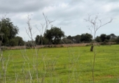 Terreno no urbanizable en venta en la España, Llucmajor, ref: TR395239 foto