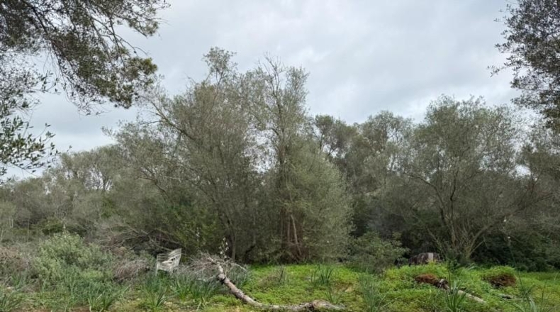 Islas Baleares - Lluchmayor - 38493m2