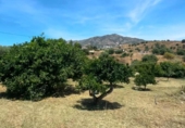 Xalet independent amb terreny en venda a la España, Campo-Mijas, ref.: TR411399 foto
