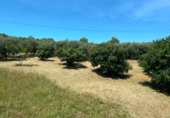 Xalet independent amb terreny en venda a la España, Campo-Mijas, ref.: TR411399 foto