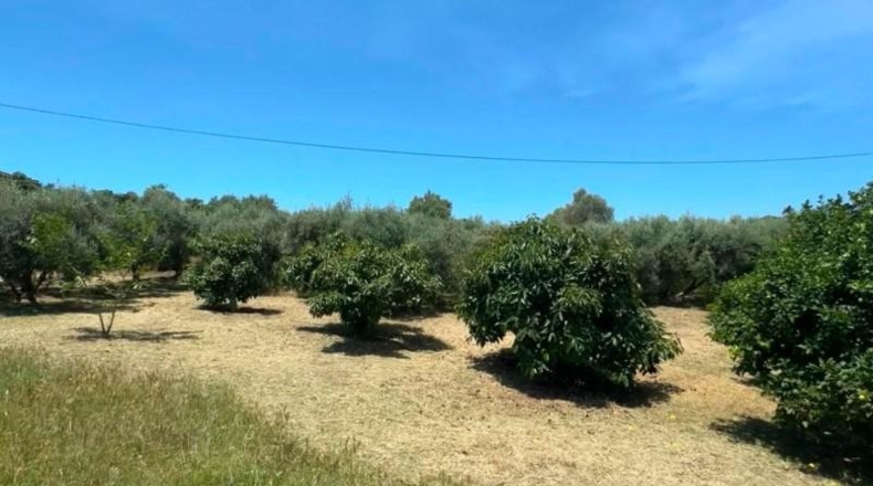 Малага - Campo-Mijas - 4900m2