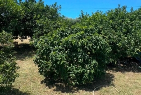 Foto 11