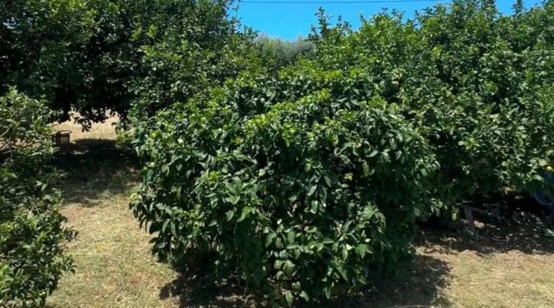 Малага - Campo-Mijas - 4900m2