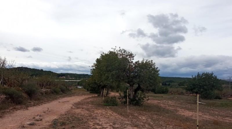 Valencia - Liria - 17900m2