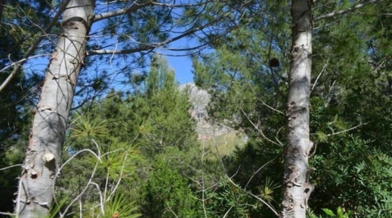 Balearic Islands - Artá - 1530m2