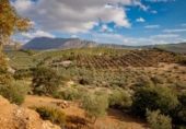Detached villa with land for sale on España, Antequera, ref: TR134371 photo