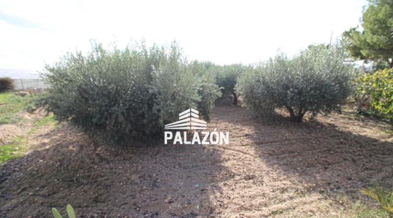 Alicante - Crevillent - 2800m2