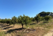 Terreno no urbanizable en venta en la España, Gibraleón, ref: TR407585 foto