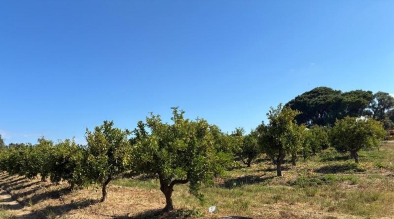 Хуэльва - Gibraleón - 45900m2