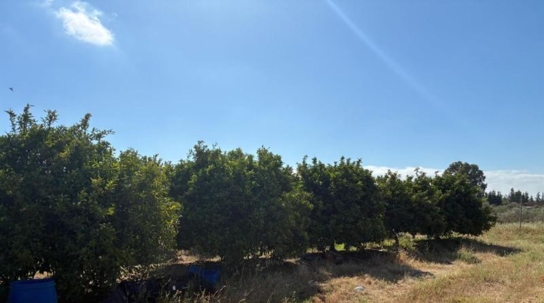Хуэльва - Gibraleón - 45900m2