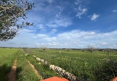 Terreno no urbanizable en venta en la España, Campos, ref: TR407577 foto