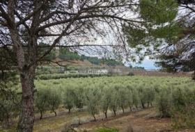 Alpicat 39735&nbsp;m²