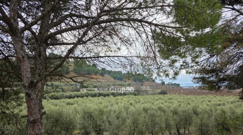 Lérida - Alpicat - 39735m2