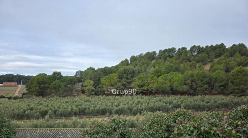 Lérida - Alpicat - 39735m2