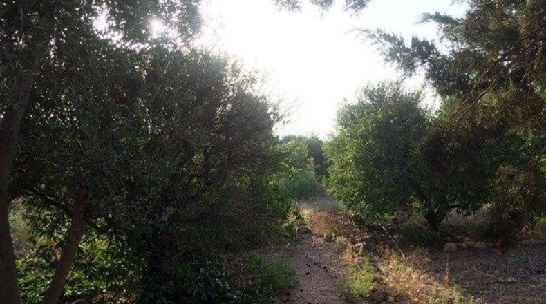Murcia - Totana - 9509m2