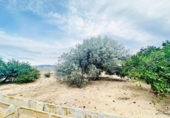 Detached villa with land for sale on España, Ulea, ref: TR398831 photo