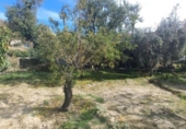 Casa de campo con terreno en venta en la España, Cádiar, ref: TR361751 foto