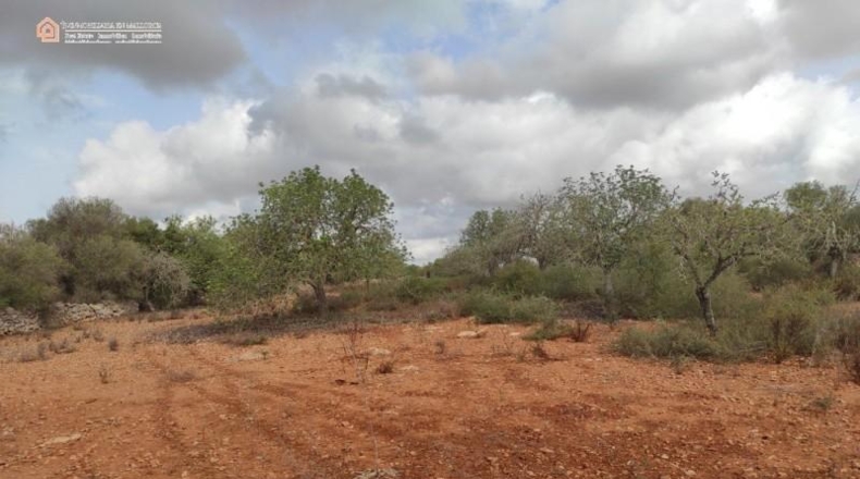 Balearic Islands - Las Salinas - 16050m2