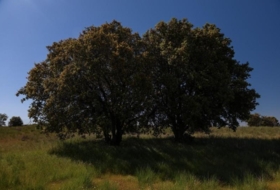 Navalperal de Pinares 27000&nbsp;m²