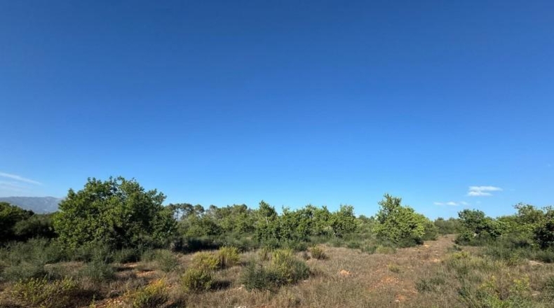 Islas Baleares - Costitx - 42511m2