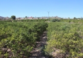 Parcela urbanizable en venta en la España, Jacarilla, ref: TR218912 foto