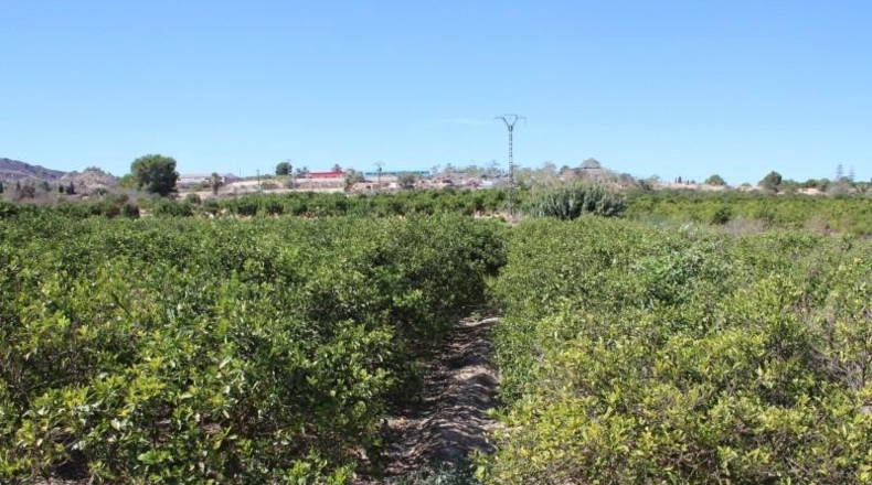 Alicante - Jacarilla - 33000m2