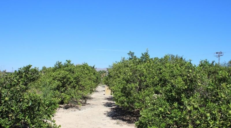Alicante - Jacarilla - 33000m2