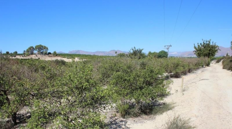 Alicante - Jacarilla - 33000m2