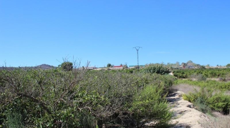 Alicante - Jacarilla - 33000m2