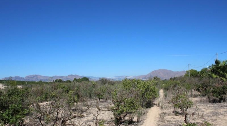 Alicante - Jacarilla - 33000m2