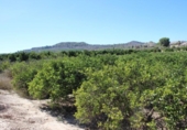 Parcela urbanizable en venta en la España, Jacarilla, ref: TR218912 foto