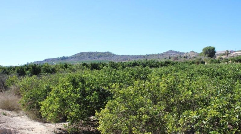 Alicante - Jacarilla - 33000m2