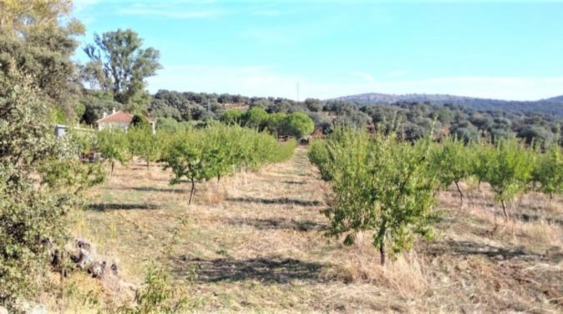 Sevilla - Castilblanco de los Arroyos - 13864m2