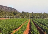Casa con terreno en venta en la España, Azuébar, ref: TR398856 foto