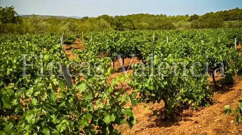 Valencia - Alcira - 54000m2