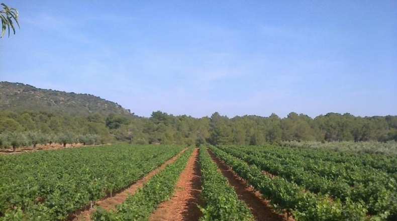 Valencia - Alcira - 54000m2