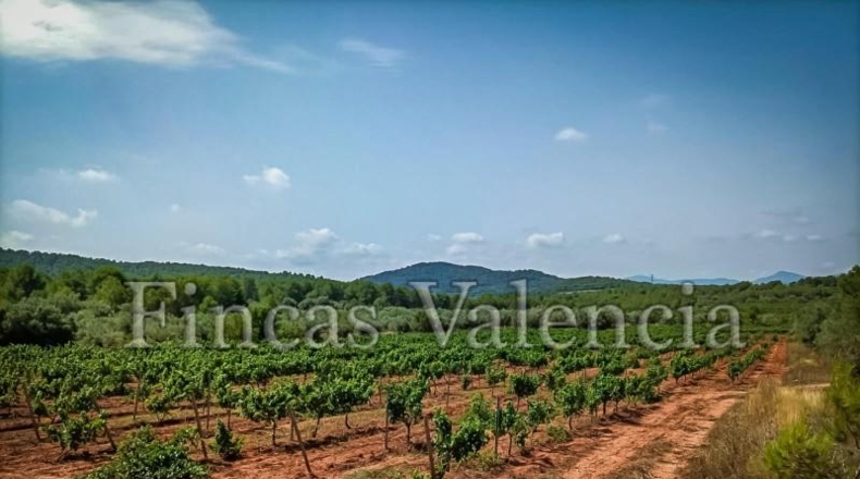Valencia - Alcira - 54000m2