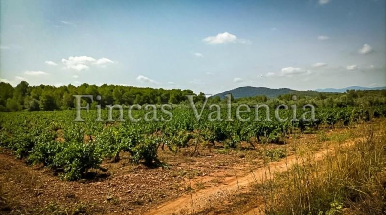 Valencia - Alcira - 54000m2