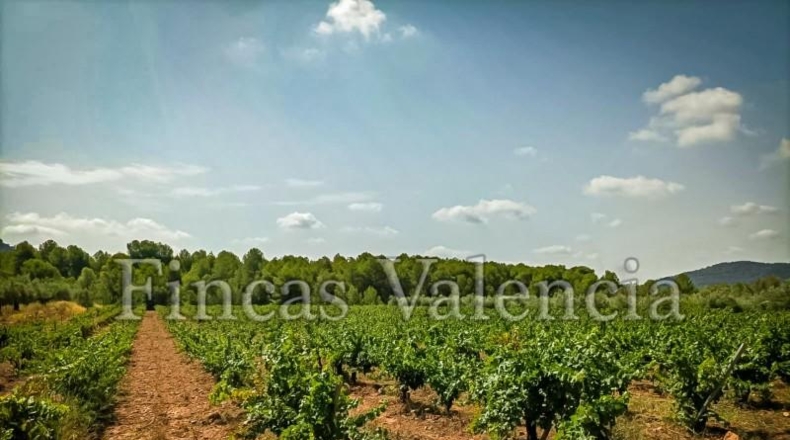 Valencia - Alcira - 54000m2