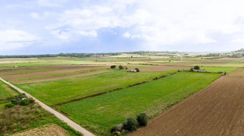 Islas Baleares - Muro - 21000m2