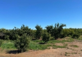 Terreny no urbanitzable en venda a la España, Llíria, ref.: TR311242 foto