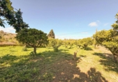 Casa de campo con terreno en venta en la España, Costitx, ref: TR400780 foto
