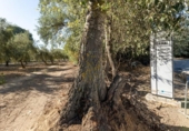 Terreno no urbanizable en venta en la España, Gójar, ref: TR346704 foto
