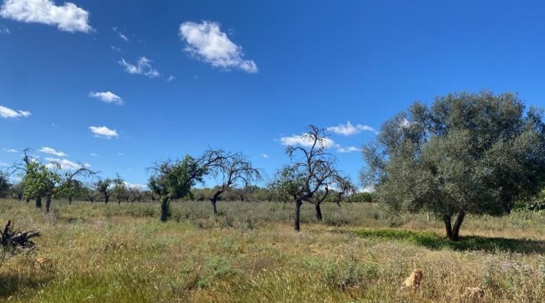 Balearic Islands - Sineu - 29000m2