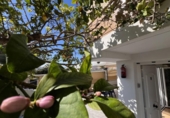 Detached villa with land for sale on España, Oliva, ref: TR228421 photo