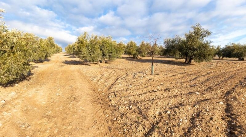 Granada - Láchar - 24327m2