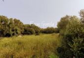 Country house with land for sale on España, Alaior, ref: TR138420 photo