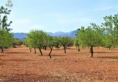 Terreno no urbanizable en venta en la España, Binissalem, ref: TR118400 foto